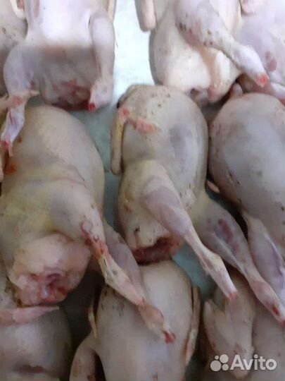 Мясо перепелки