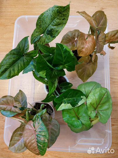 Сингониумы