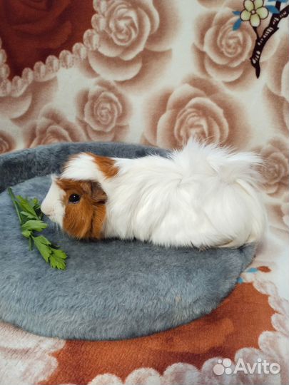 Морские свинки