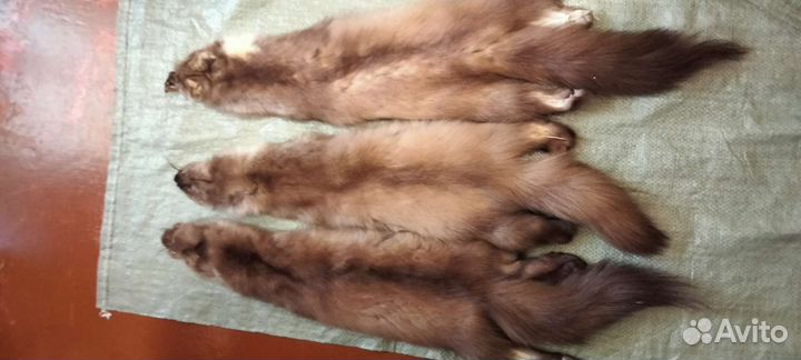 Шкуры куницы 3 штуки
