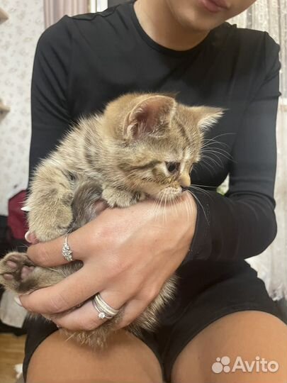 Британские котята