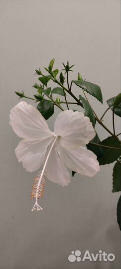 Бронь Гибискус dainty white он же swan lake