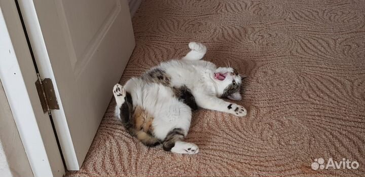 Передержка кота или кошки