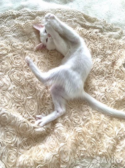 Фенотип турецкой ангоры. Девочка