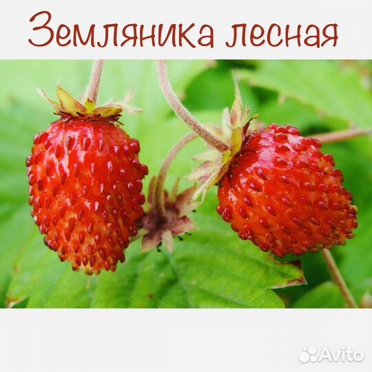 Земляника лесная