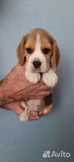 Бигль щенки