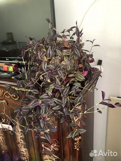 Филодендрон бразил, традесканция, фикус