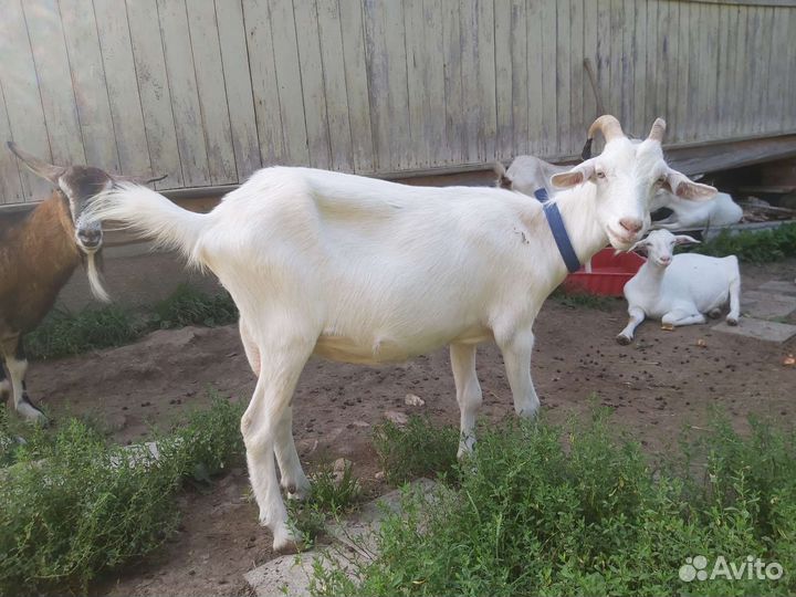 Козы, козлики икозочки на племя