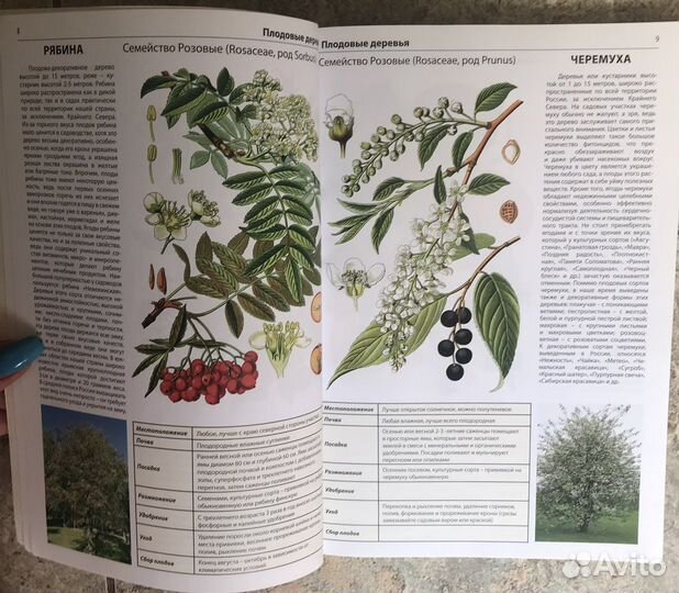 Всё о садовых деревьях и кустарниках