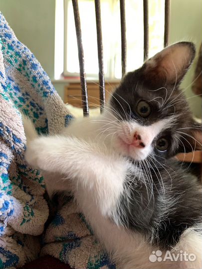Котята