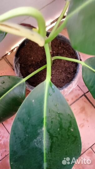 Крупнолистный фикус