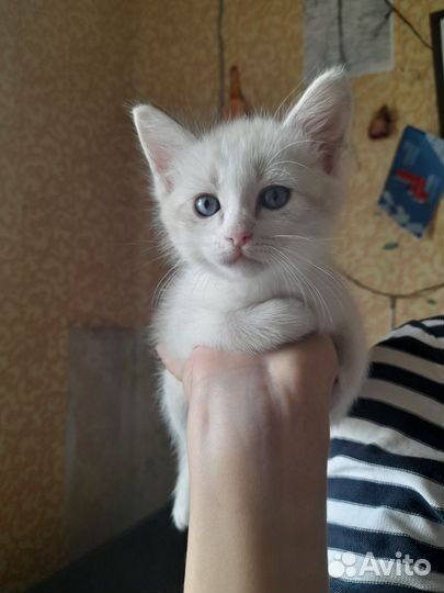 Коты сиамские