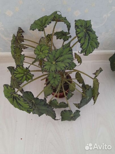 Бегония тигровая в горшочке, листики