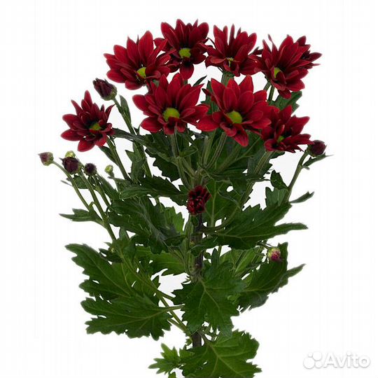 Хризантема Bontempi