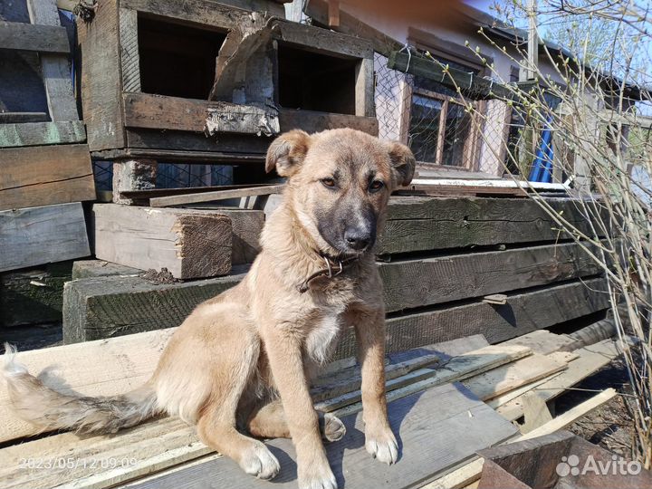 Собака в добрые руки