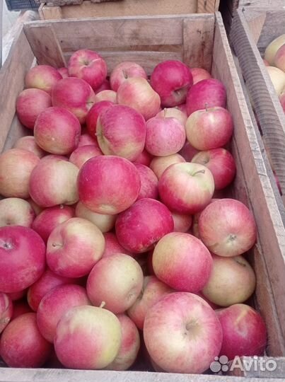 Яблоки домашние