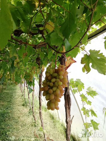 Виноград преображение