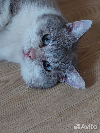 Пряник - кот с голубыми глазами