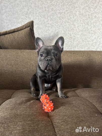 Французский бульдог