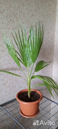 Пальма вашингтония