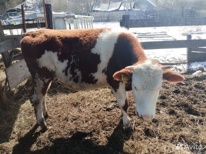 Бык и тёлочка