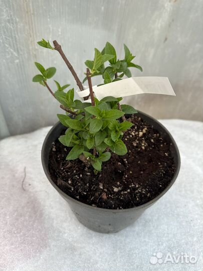 Гортензия сорт сандей фрайз