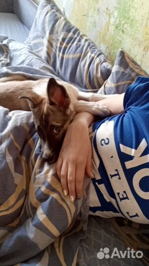 Щенок подросток в добрые руки