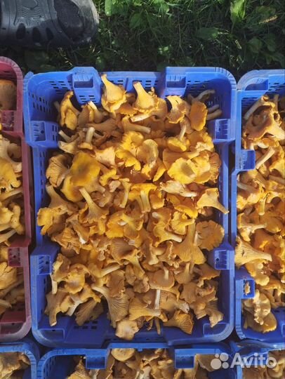 Грибы лисички свежие