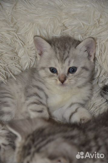 Шотландская кошка