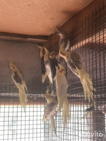 Птенцы Корелл