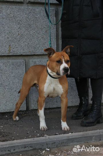 Стаффордширский терьер в добрые руки