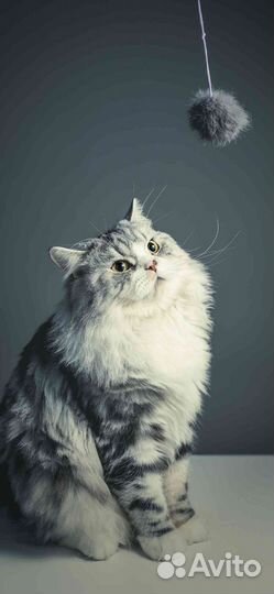 Слушатель собеседник подруга на час