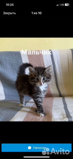 Котята в добрые руки