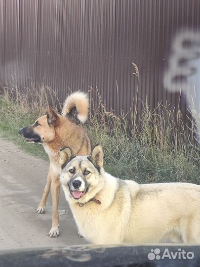 Шикарный пес