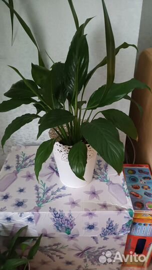 Монстера и пальма