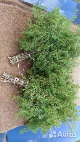 Веники для бани,пихтовые и можжевеловые