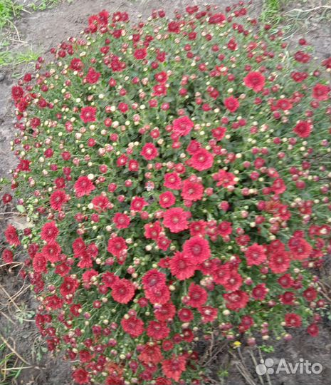 Хризантемы