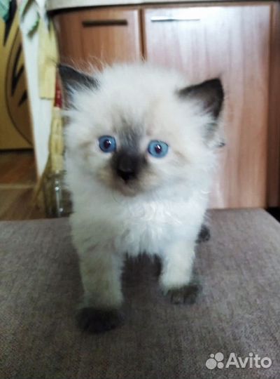 Котята