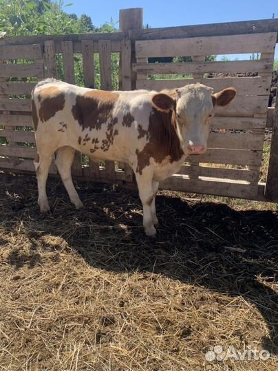 Бычки на откорм