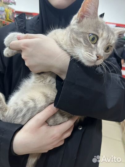 Отдам кота в добрые руки
