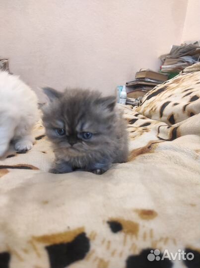 Персидские котята