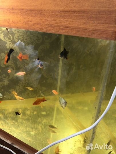 Аквариум и рыбки