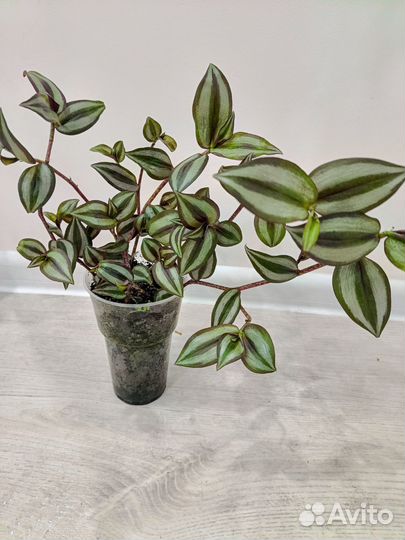 Фикусы, драцена, сансивиерия