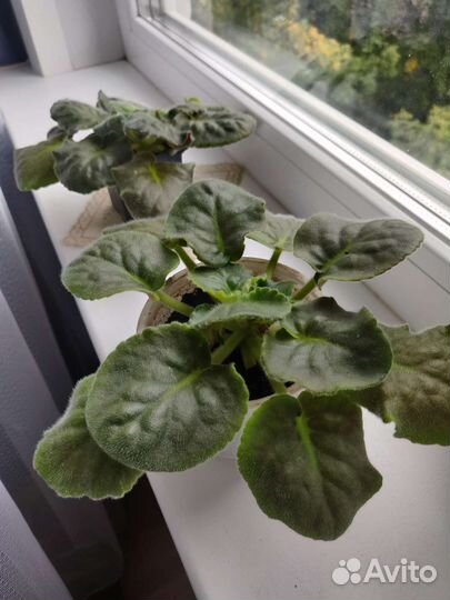 Цветы фиалки