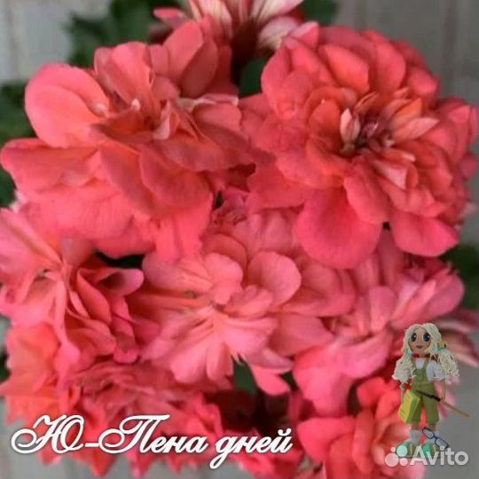 Пеларгония Ю-Пена Дней, юв-Кардинал