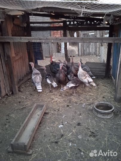 Птицы индюшата