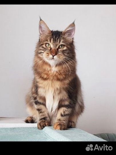 Курильский бобтейл