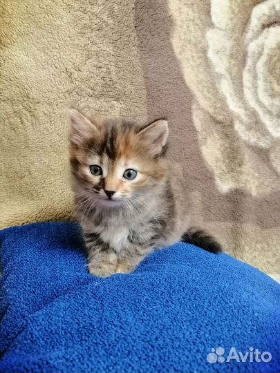 Британские котята короткошерстные