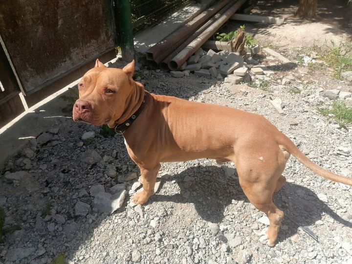 Питбуль вязка