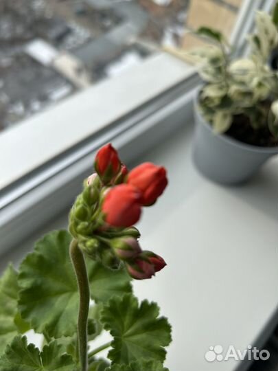 Герань тюльпановидная